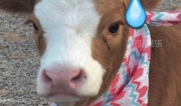 娱乐吃瓜酱内向的小猫,内向小猫的娱乐吃瓜日常